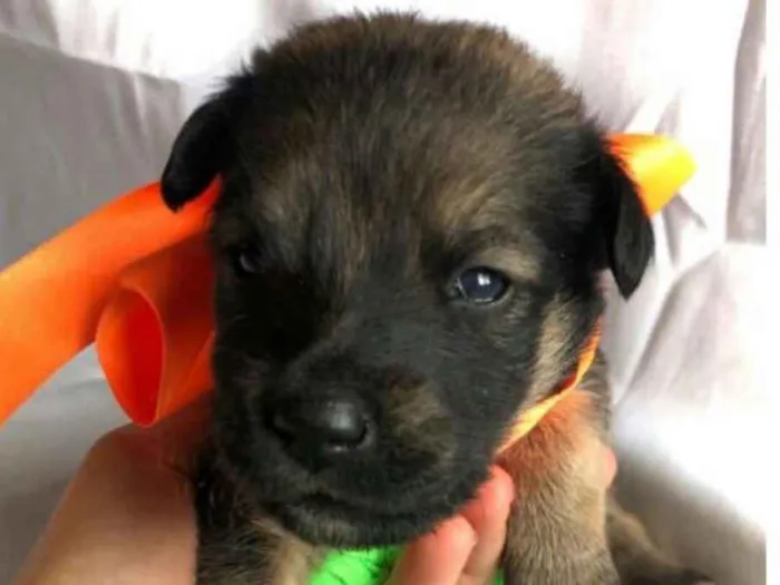 Cachorro ra a  idade Abaixo de 2 meses nome Filhotes Mônica 
