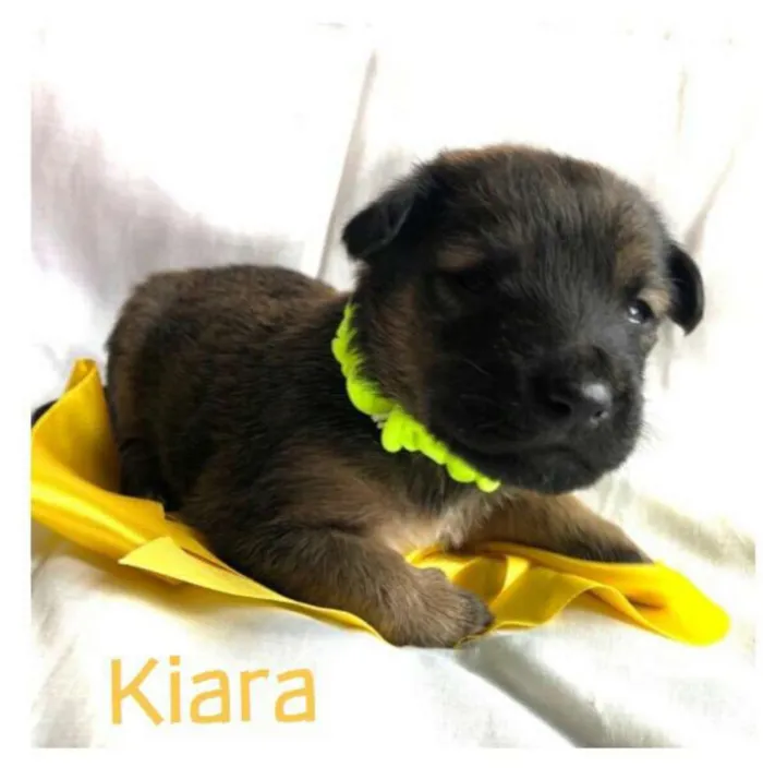 Cachorro ra a  idade Abaixo de 2 meses nome Filhotes Mônica 