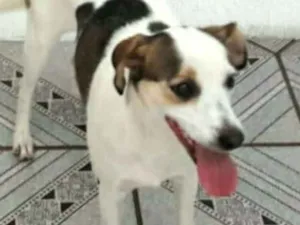 Cachorro raça  idade 2 anos nome Cristal 