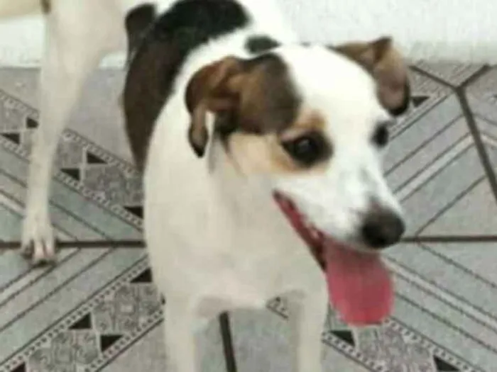 Cachorro ra a  idade 2 anos nome Cristal 