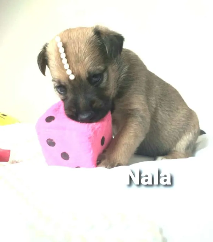 Cachorro ra a  idade Abaixo de 2 meses nome Filhotes Mônica 