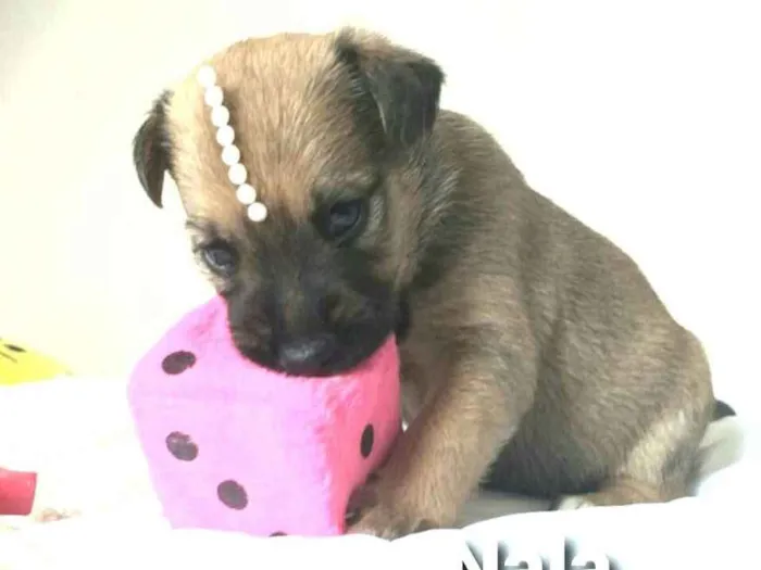 Cachorro ra a  idade Abaixo de 2 meses nome Filhotes Mônica 