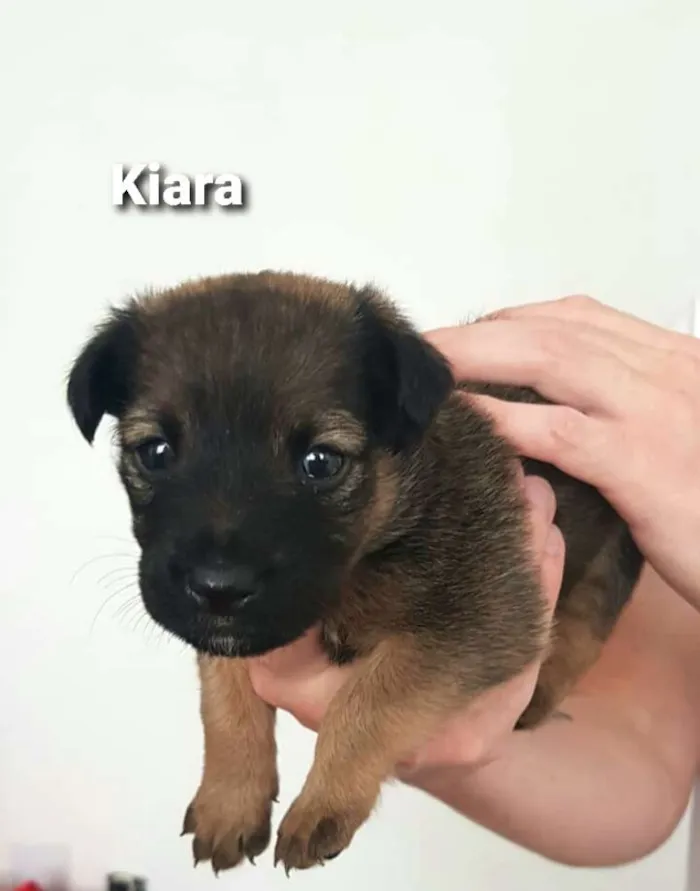 Cachorro ra a  idade Abaixo de 2 meses nome Filhotes Mônica 