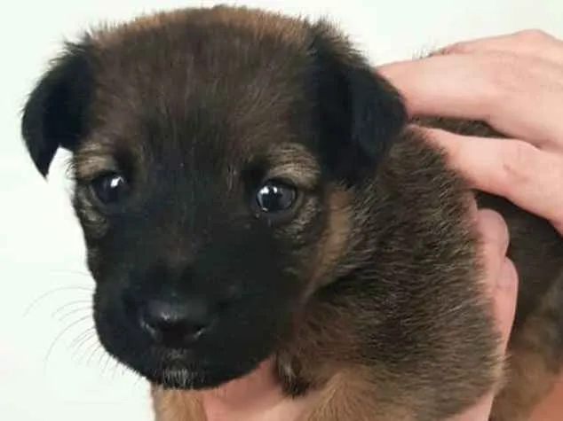 Cachorro ra a  idade Abaixo de 2 meses nome Filhotes Mônica 