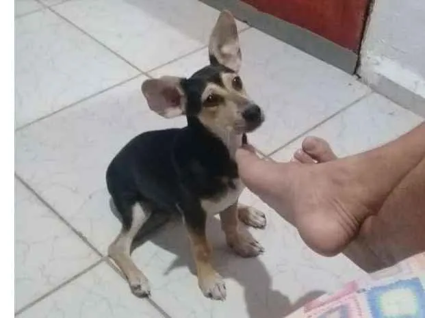 Cachorro ra a Vira-lata idade 2 a 6 meses nome Bethovem 