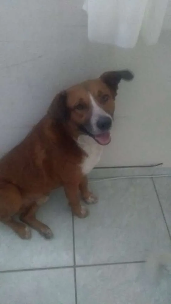 Cachorro ra a Indefinida  idade 5 anos nome Banze 