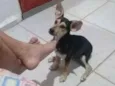 Bethovem 