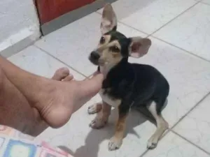 Cachorro raça Vira-lata idade 2 a 6 meses nome Bethovem 