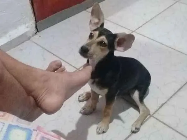 Cachorro ra a Vira-lata idade 2 a 6 meses nome Bethovem 