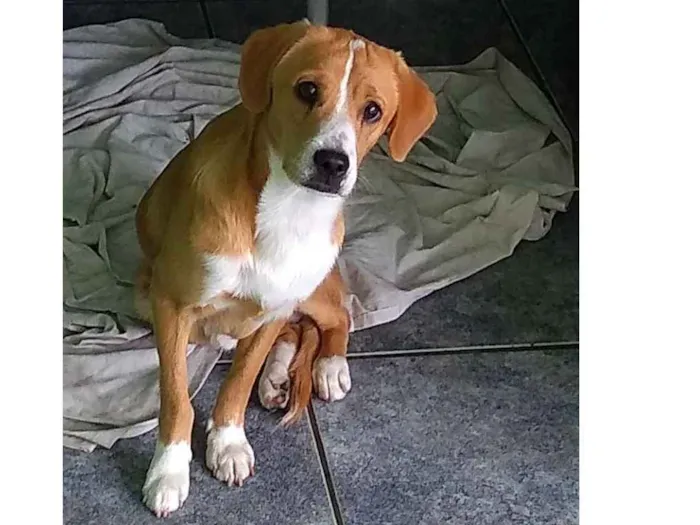 Cachorro ra a Sem raça definida idade 7 a 11 meses nome Galego