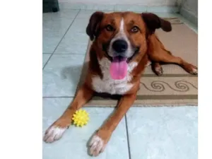 Cachorro raça Indefinida  idade 5 anos nome Banze 