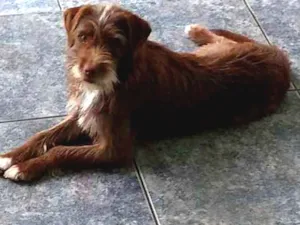 Cachorro raça Sem raça definida idade 7 a 11 meses nome Moreno