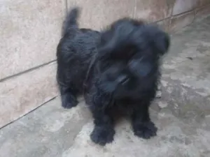 Cachorro raça SRD idade 2 a 6 meses nome Lindos filhotes 