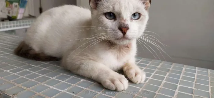 Gato ra a srd idade 2 a 6 meses nome Ferrero