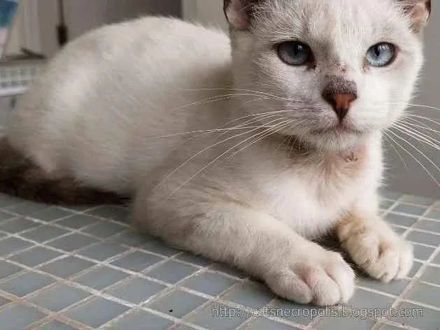 Gato ra a srd idade 2 a 6 meses nome Ferrero