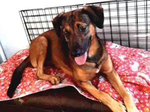 Cachorro raça SRD idade 1 ano nome Valente