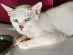 Gato raça srd idade 2 a 6 meses nome Ferrero