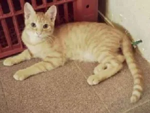 Gato raça Srd idade 2 a 6 meses nome Joca