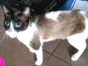 Gato raça Siamês idade 7 a 11 meses nome Diva