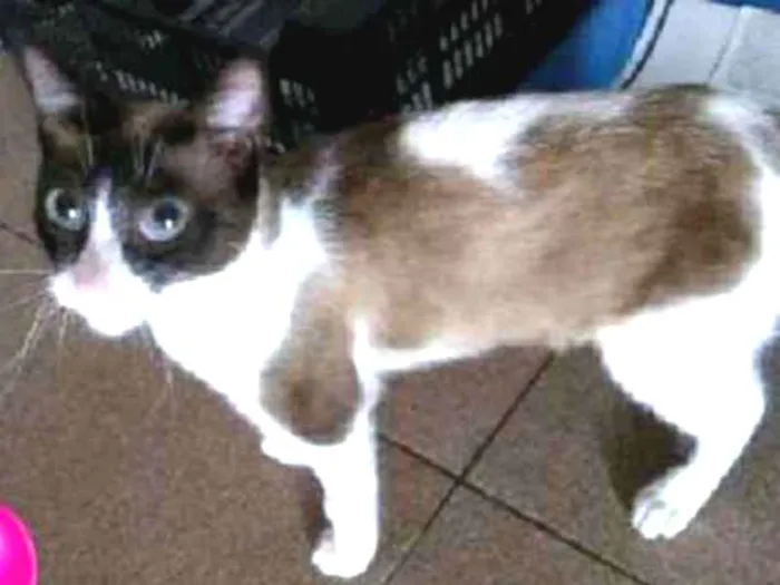 Gato ra a Siamês idade 7 a 11 meses nome Diva