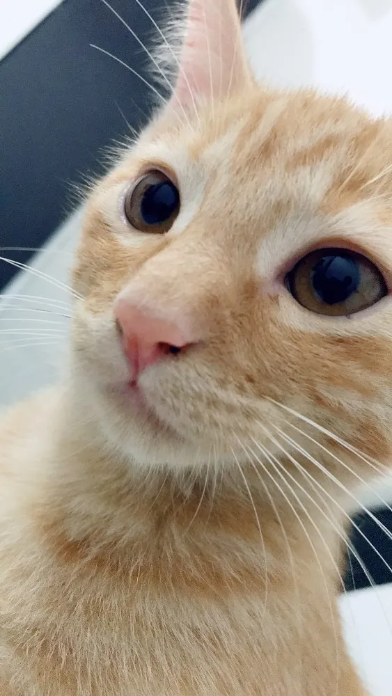 Gato ra a Vira lata  idade 1 ano nome Simba 