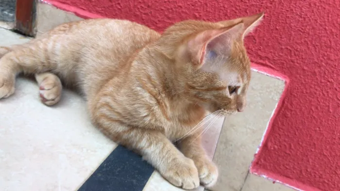 Gato ra a Vira lata  idade 1 ano nome Simba 