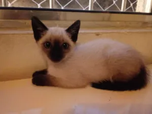 Gato raça siames (mestiço) idade Abaixo de 2 meses nome à escolher