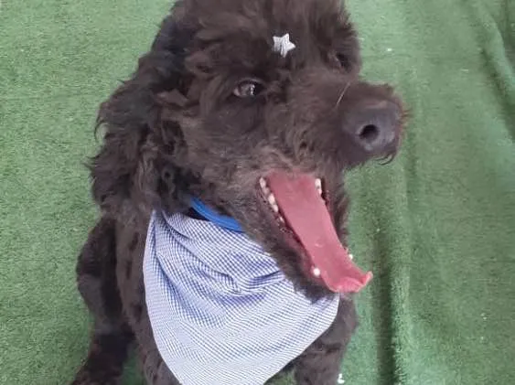 Cachorro ra a Mix Poodle  idade 3 anos nome Bilú 
