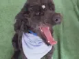 Bilú
