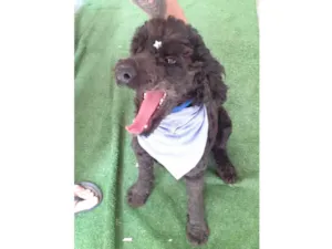 Cachorro raça Mix Poodle  idade 3 anos nome Bilú 