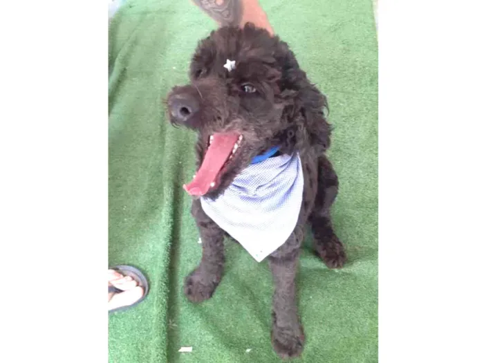 Cachorro ra a Mix Poodle  idade 3 anos nome Bilú 