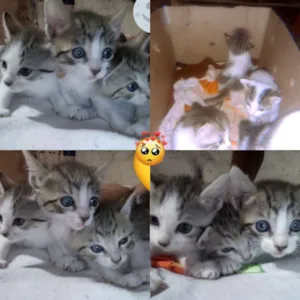 Gato raça  idade Abaixo de 2 meses nome Estrela Luna sol