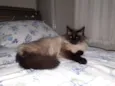 Coquinho