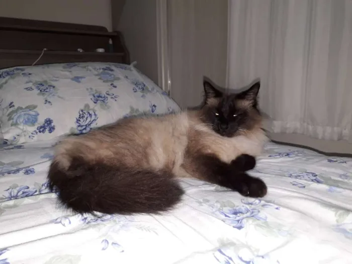Gato ra a Siames idade 6 ou mais anos nome Coquinho