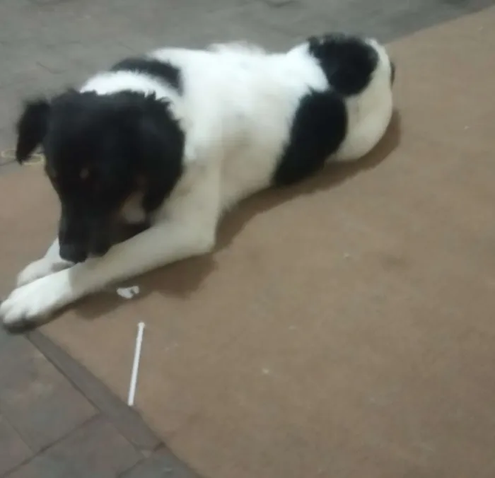 Cachorro ra a Border collie com vira-lata idade 1 ano nome Cora