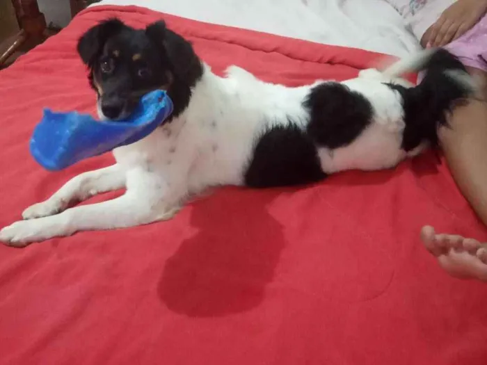 Cachorro ra a Border collie com vira-lata idade 1 ano nome Cora