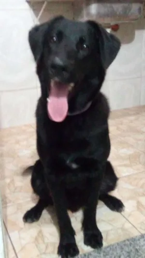 Cachorro raça Pastor belga com Labrador idade 1 ano nome Nego