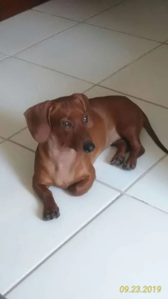 Cachorro raça Daswahund, salsicha idade 2 a 6 meses nome Gaby