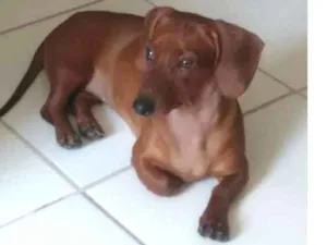 Cachorro raça Daswahund, salsicha idade 2 a 6 meses nome Gaby