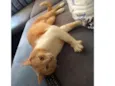 Simba