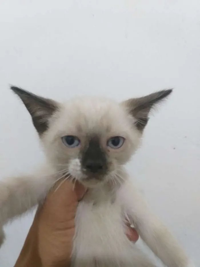 Gato ra a Siamês  idade 2 a 6 meses nome Varios
