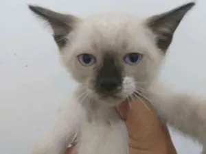Gato raça Siamês  idade 2 a 6 meses nome Varios