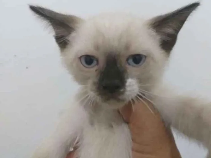 Gato ra a Siamês  idade 2 a 6 meses nome Varios