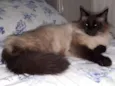 Coquinho