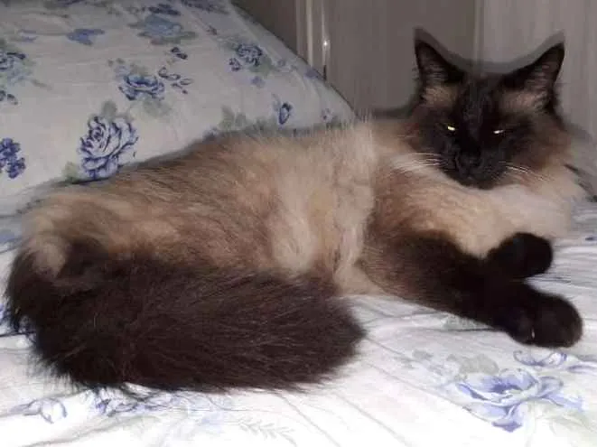 Gato ra a Siames idade 6 ou mais anos nome Coquinho