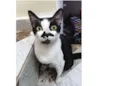 Bigode