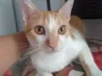 Whisky