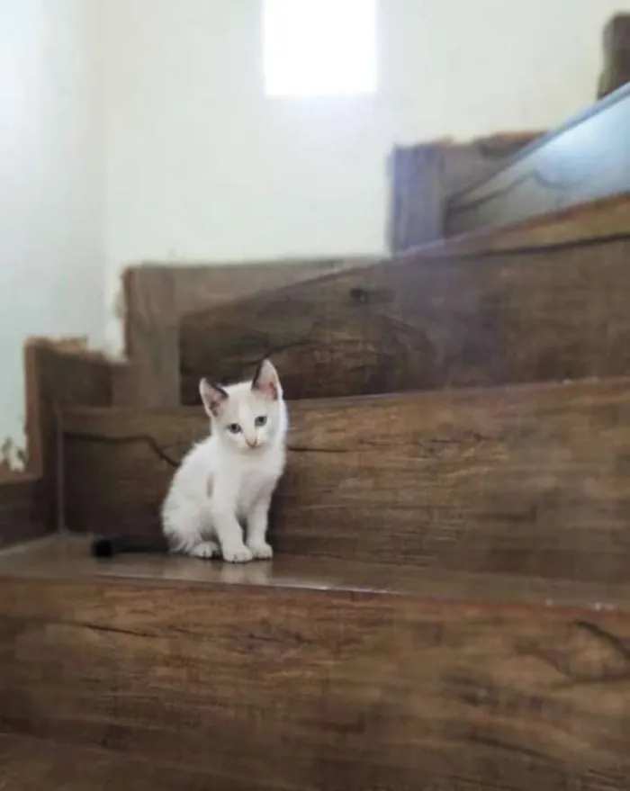 Gato ra a Srd idade Abaixo de 2 meses nome Apolo