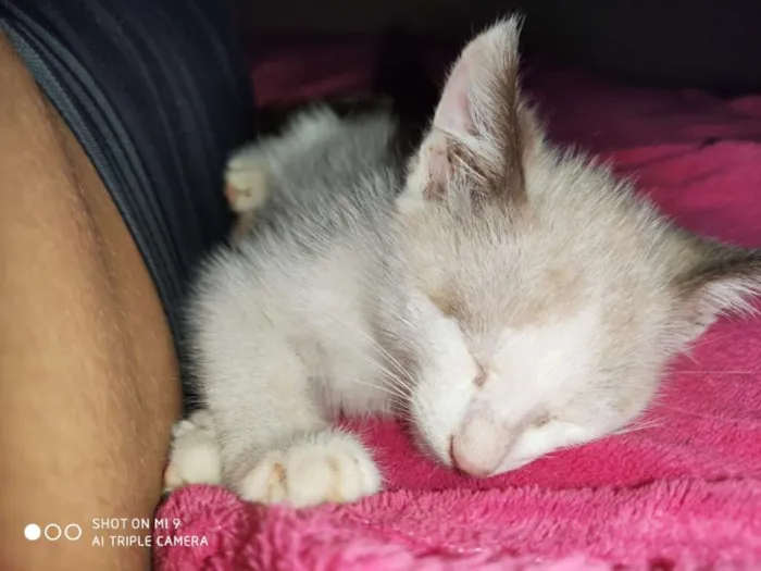 Gato ra a Srd idade Abaixo de 2 meses nome Apolo