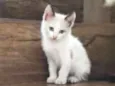 Apolo